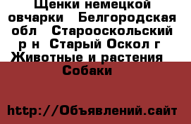 Щенки немецкой овчарки - Белгородская обл., Старооскольский р-н, Старый Оскол г. Животные и растения » Собаки   